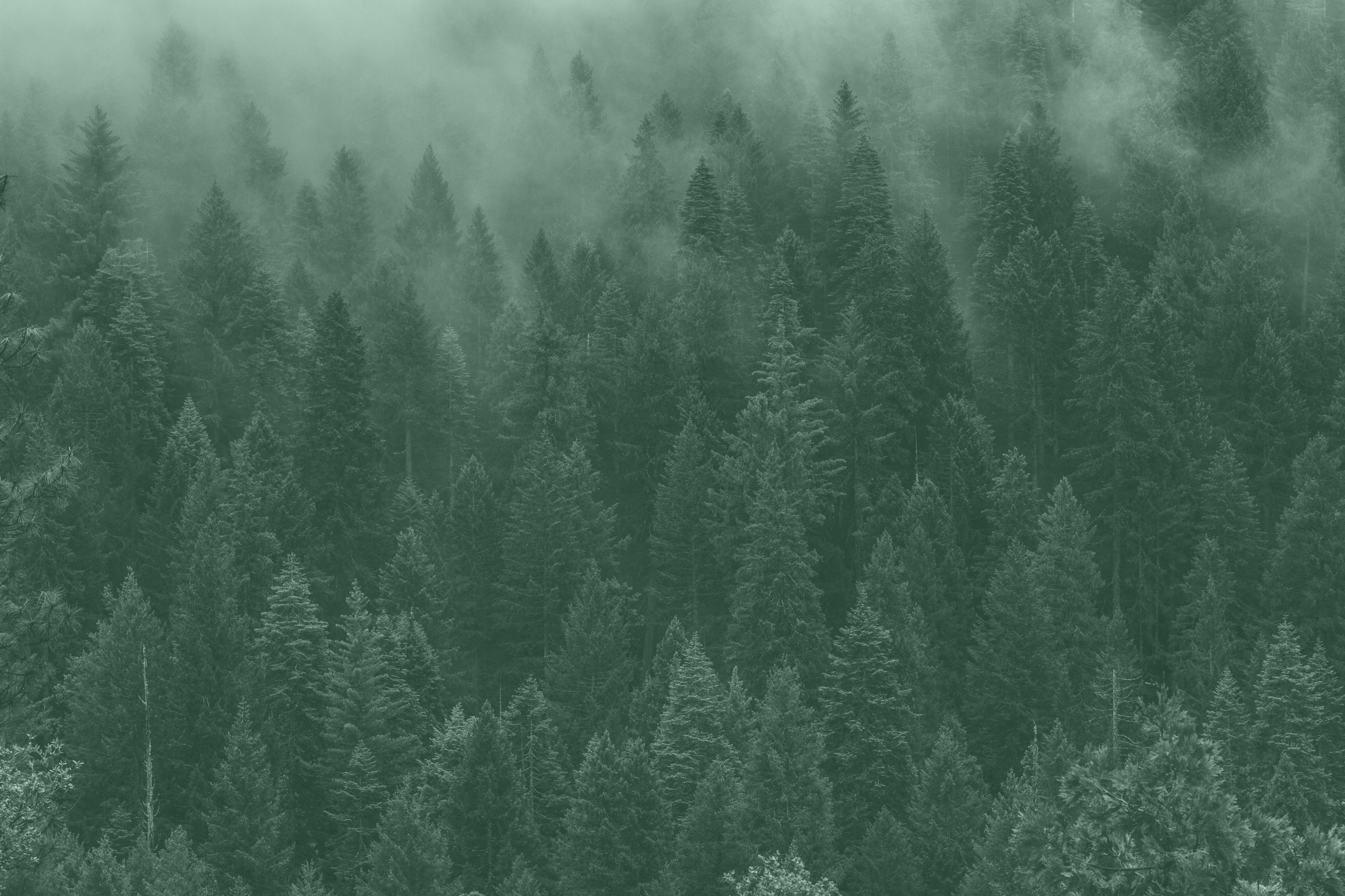 Wald-Hintergrund